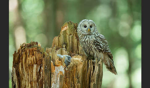 Habichtskauz (Strix uralensis)