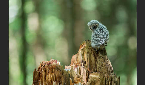 Habichtskauz (Strix uralensis)