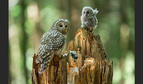 Habichtskauz (Strix uralensis)