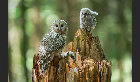 Habichtskauz (Strix uralensis)