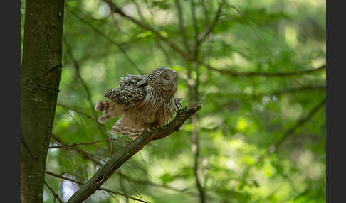 Habichtskauz (Strix uralensis)