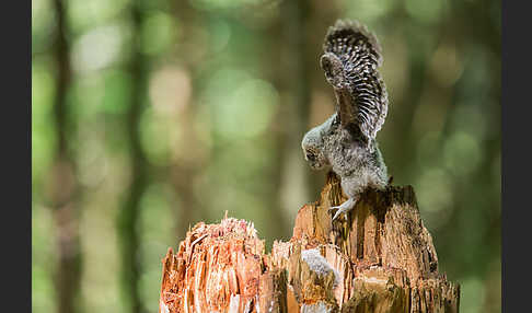 Habichtskauz (Strix uralensis)