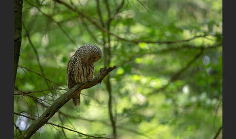 Habichtskauz (Strix uralensis)