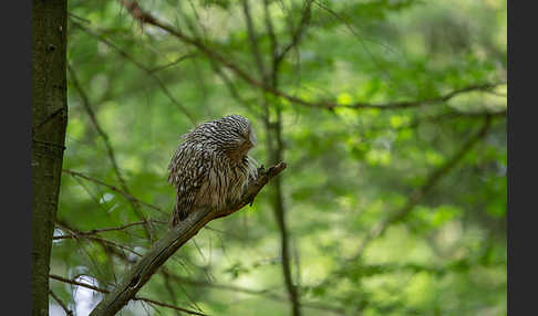 Habichtskauz (Strix uralensis)