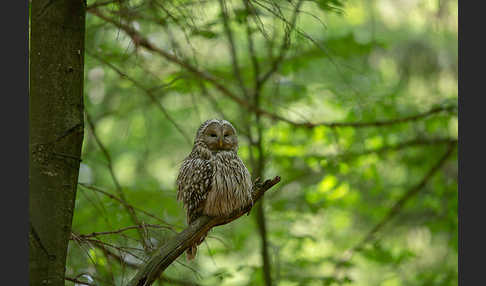 Habichtskauz (Strix uralensis)