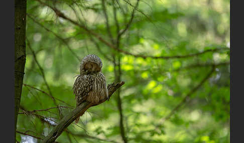 Habichtskauz (Strix uralensis)