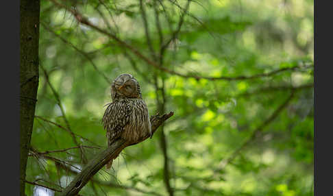 Habichtskauz (Strix uralensis)