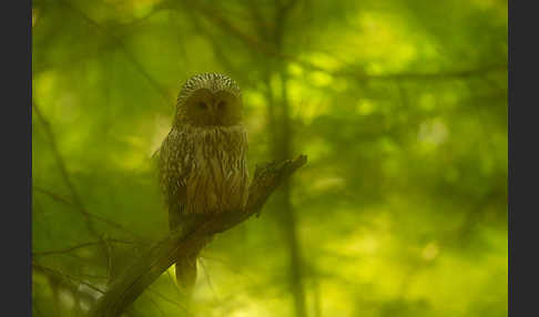 Habichtskauz (Strix uralensis)