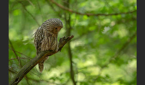 Habichtskauz (Strix uralensis)