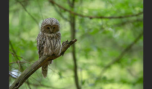 Habichtskauz (Strix uralensis)