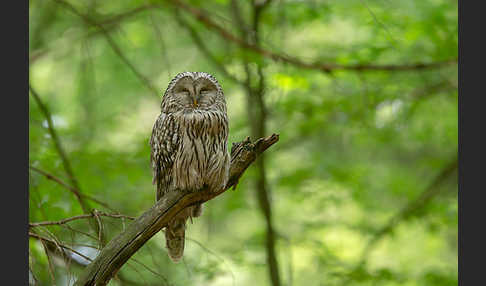 Habichtskauz (Strix uralensis)