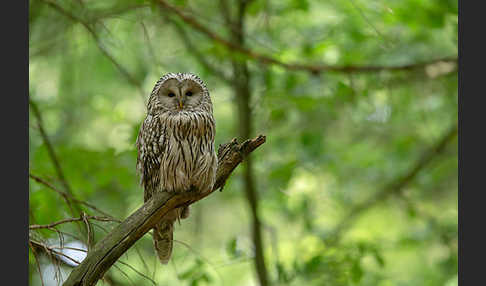 Habichtskauz (Strix uralensis)