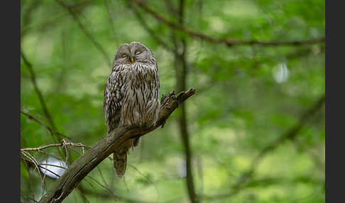 Habichtskauz (Strix uralensis)