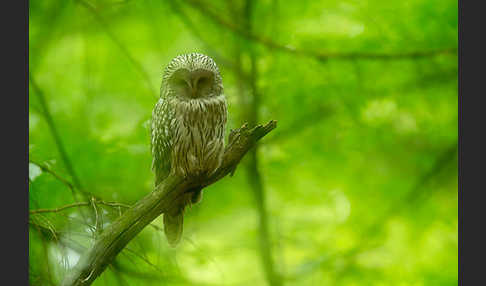 Habichtskauz (Strix uralensis)