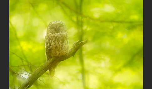 Habichtskauz (Strix uralensis)