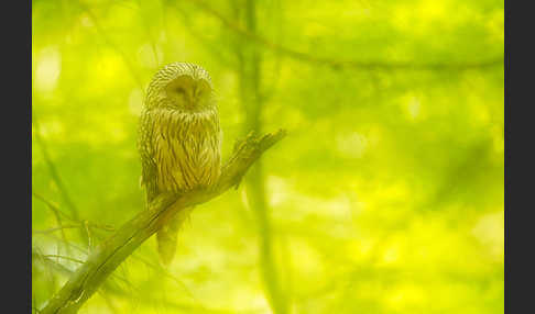 Habichtskauz (Strix uralensis)