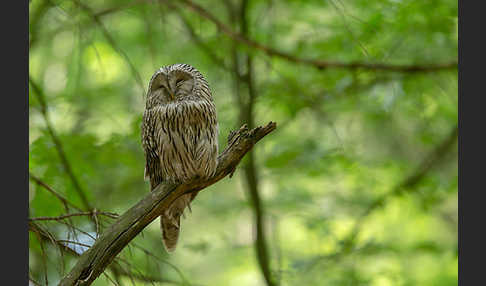 Habichtskauz (Strix uralensis)