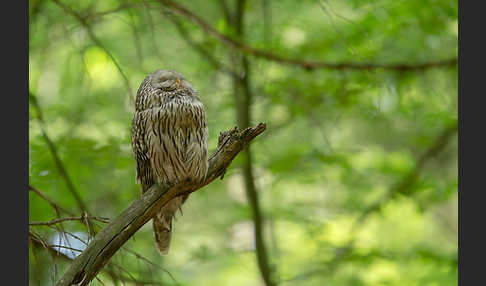 Habichtskauz (Strix uralensis)