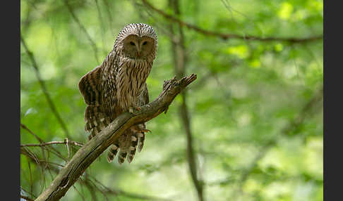 Habichtskauz (Strix uralensis)