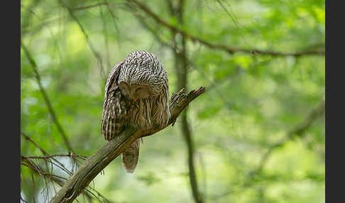 Habichtskauz (Strix uralensis)