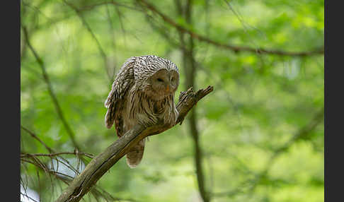 Habichtskauz (Strix uralensis)