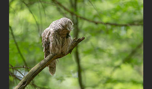 Habichtskauz (Strix uralensis)