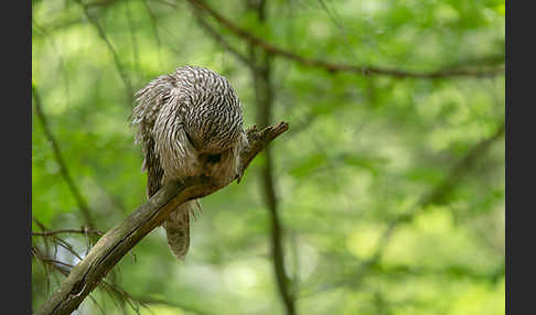 Habichtskauz (Strix uralensis)