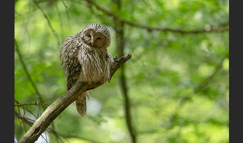 Habichtskauz (Strix uralensis)