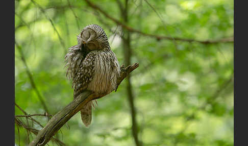 Habichtskauz (Strix uralensis)