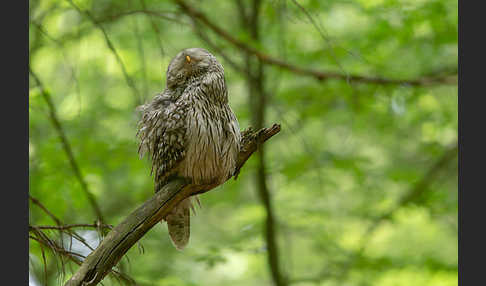 Habichtskauz (Strix uralensis)