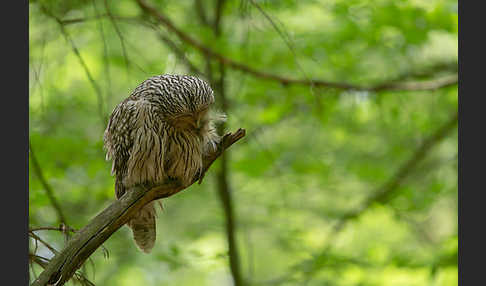 Habichtskauz (Strix uralensis)