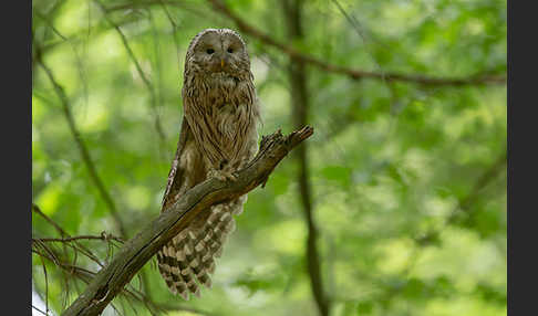 Habichtskauz (Strix uralensis)