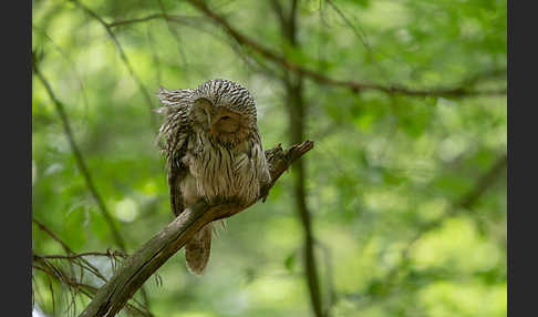 Habichtskauz (Strix uralensis)