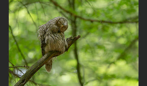 Habichtskauz (Strix uralensis)