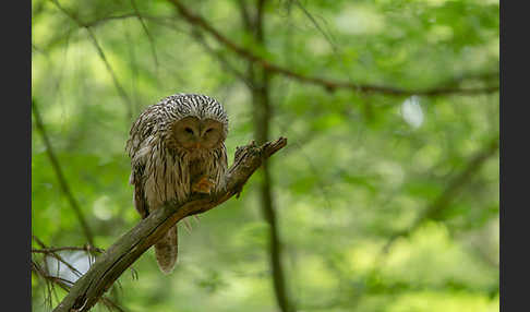 Habichtskauz (Strix uralensis)