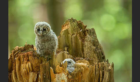 Habichtskauz (Strix uralensis)