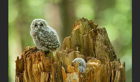 Habichtskauz (Strix uralensis)