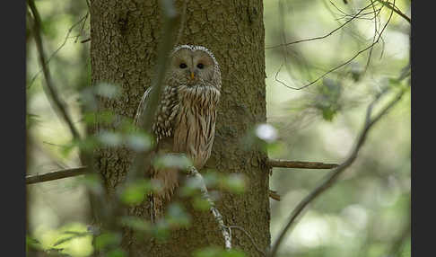 Habichtskauz (Strix uralensis)