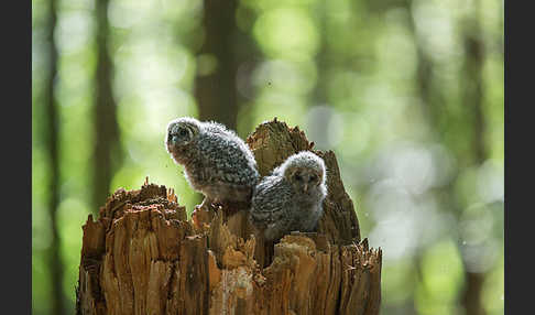 Habichtskauz (Strix uralensis)