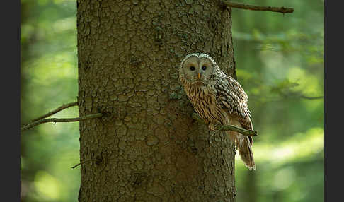 Habichtskauz (Strix uralensis)