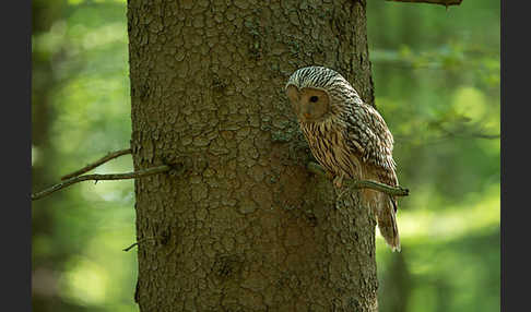 Habichtskauz (Strix uralensis)