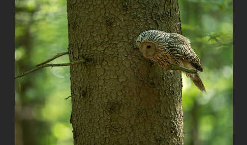 Habichtskauz (Strix uralensis)