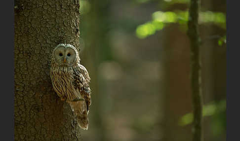 Habichtskauz (Strix uralensis)