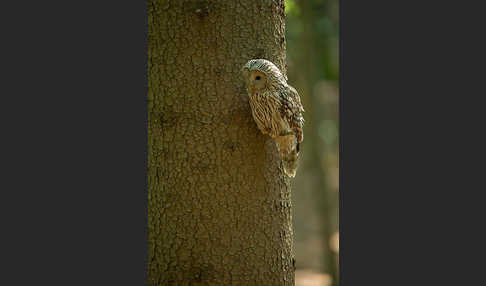 Habichtskauz (Strix uralensis)