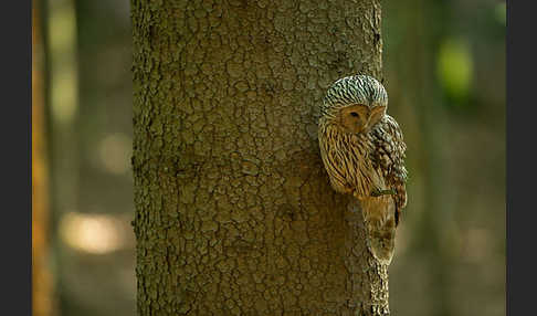 Habichtskauz (Strix uralensis)