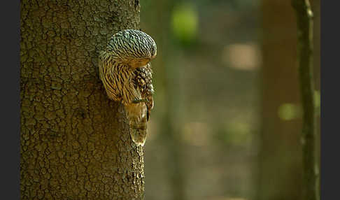 Habichtskauz (Strix uralensis)