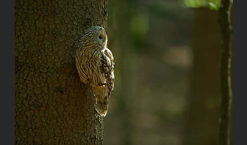 Habichtskauz (Strix uralensis)