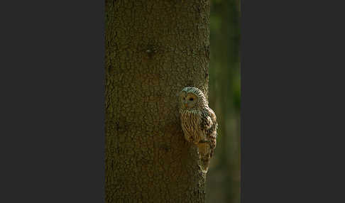 Habichtskauz (Strix uralensis)