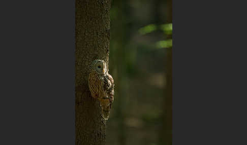 Habichtskauz (Strix uralensis)