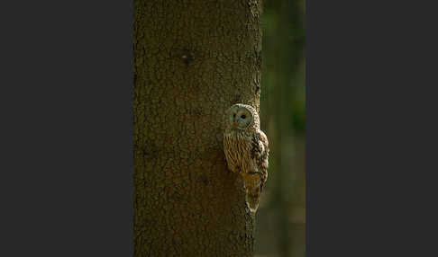 Habichtskauz (Strix uralensis)